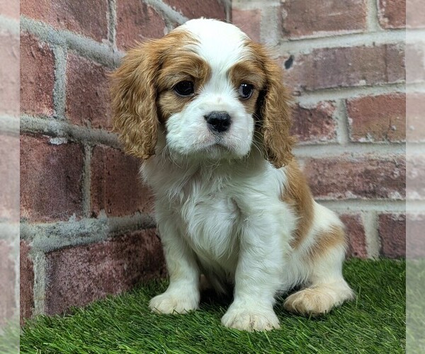 Medium Photo #6 Cavalier King Charles Spaniel Puppy For Sale in MOBERLY, MO, USA