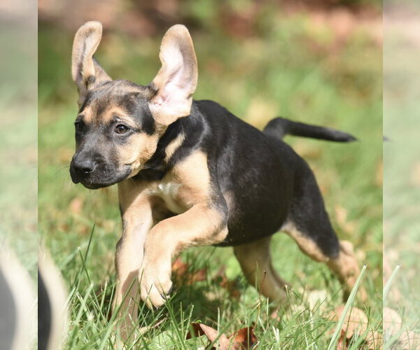 Medium Photo #7 Australian Shepherd-Unknown Mix Puppy For Sale in Mechanicsburg, PA, USA