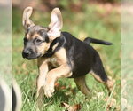 Small Photo #7 Australian Shepherd-Unknown Mix Puppy For Sale in Mechanicsburg, PA, USA