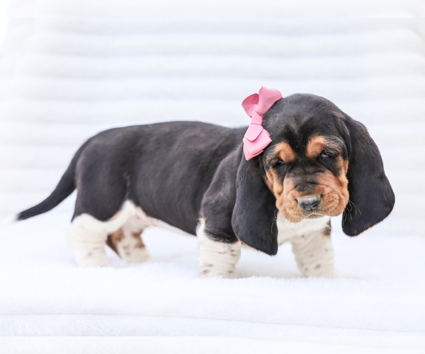 Medium Photo #4 Basset Hound Puppy For Sale in LIBERTY, KY, USA