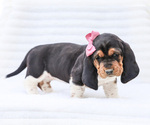 Small #3 Basset Hound