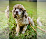 Small #1 Poodle (Miniature) Mix