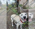 Small Labrador Retriever