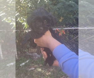 YorkiePoo Puppy for sale in RIVERDALE, MD, USA