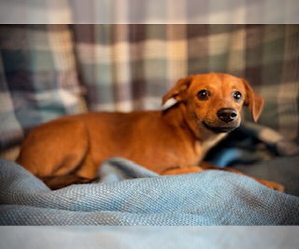 Medium Photo #2 Chihuahua-Unknown Mix Puppy For Sale in Pleasanton, TX, USA