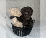 Puppy 7 Poodle (Standard)