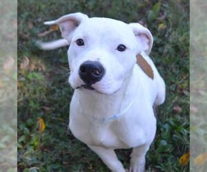 American Bulldog-Unknown Mix Dogs for adoption in Murfreesboro, TN, USA