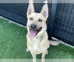 Small #2 German Shepherd Dog Mix