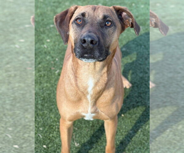 Medium Photo #6 Mutt Puppy For Sale in Woodbury, NY, USA