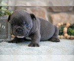 Small #2 French Bulldog