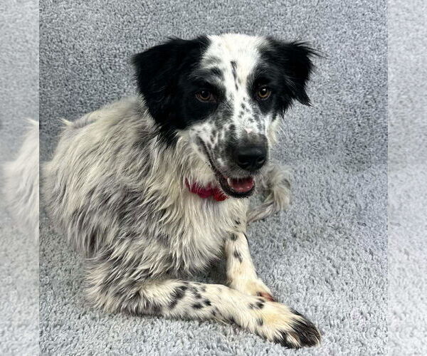 Medium Photo #4 Pointer Aussie Puppy For Sale in Grafton, WI, USA