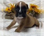 Small Photo #7 Boxer Puppy For Sale in PAWNEE CITY, NE, USA