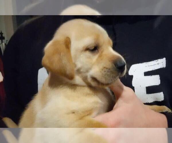 Medium Photo #14 Labrador Retriever Puppy For Sale in ATHOL, MA, USA