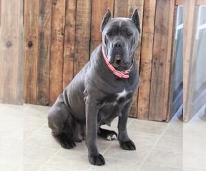Mother of the Cane Corso puppies born on 12/05/2021