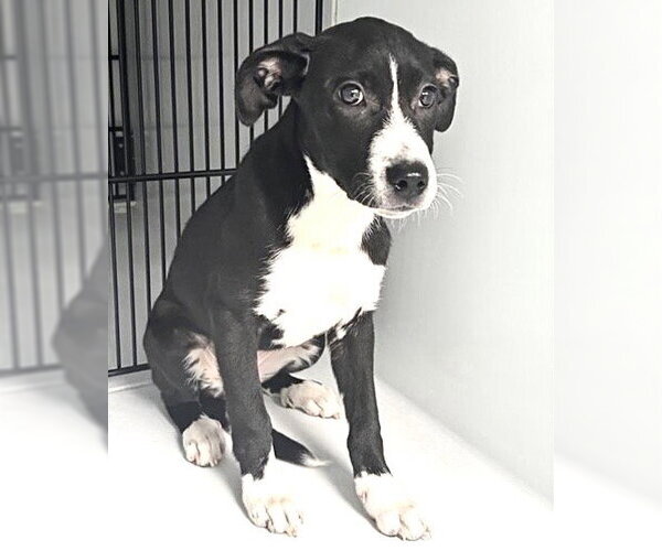Medium Photo #2 Labrador Retriever-Unknown Mix Puppy For Sale in Houston, TX, USA