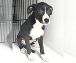 Small #1 Labrador Retriever Mix