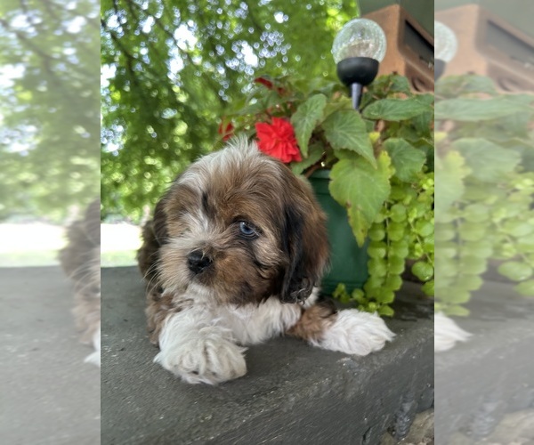 Medium Photo #2 Schweenie Puppy For Sale in BATTLE CREEK, MI, USA