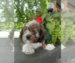 Small #1 Schweenie