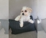 Small Photo #19 Morkie Puppy For Sale in OTTAWA, OH, USA