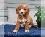 Small #1 Goldendoodle
