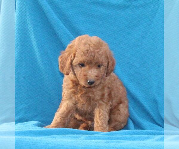 Medium Photo #3 Goldendoodle (Miniature) Puppy For Sale in AIRVILLE, PA, USA