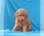 Small #2 Goldendoodle (Miniature)