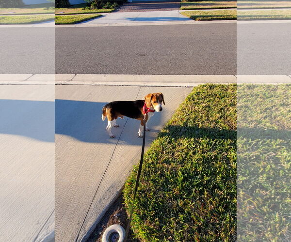 Medium Photo #4 Beagle Puppy For Sale in Tampa, FL, USA