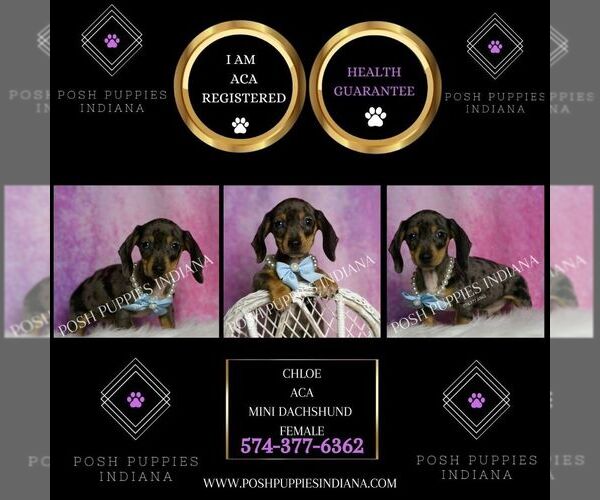 Medium Photo #42 Dachshund Puppy For Sale in WARSAW, IN, USA