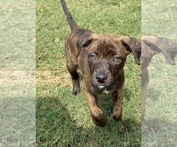 Medium Photo #2 Labrador Retriever-Unknown Mix Puppy For Sale in SHERBURNE, NY, USA