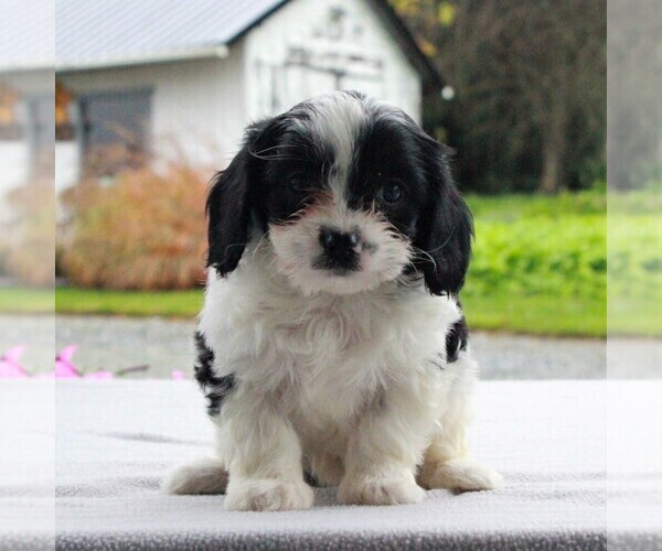 Medium Photo #1 Cavalier King Charles Spaniel-Poodle (Toy) Mix Puppy For Sale in COCHRANVILLE, PA, USA