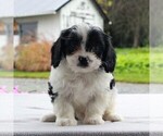 Small Photo #1 Cavalier King Charles Spaniel-Poodle (Toy) Mix Puppy For Sale in COCHRANVILLE, PA, USA