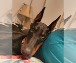 Small Photo #6 Doberman Pinscher Puppy For Sale in TIMPSON, TX, USA