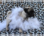 Small Photo #17 Pug Puppy For Sale in LAKELAND, FL, USA