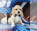 Small Photo #3 Cocker Spaniel Puppy For Sale in BIRD IN HAND, PA, USA