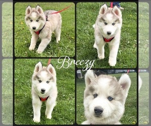 Medium Pomsky