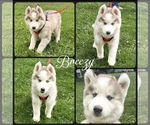 Puppy Breezy Pomsky