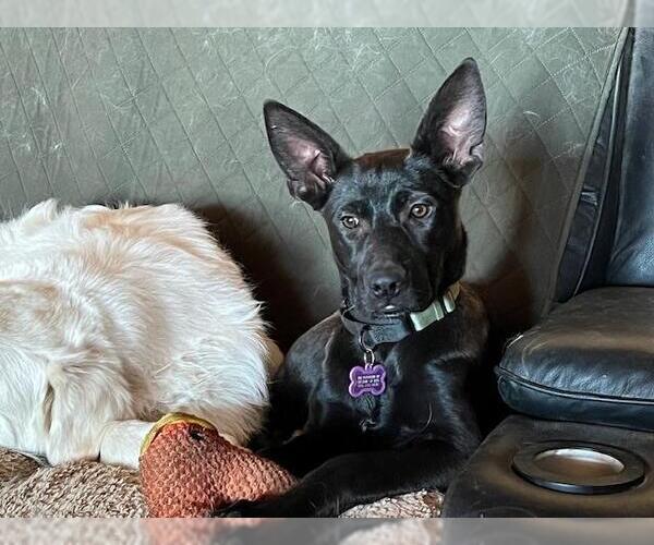 Medium Photo #6 Labrador Retriever-Unknown Mix Puppy For Sale in Fallbrook, CA, USA