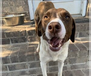 Pointer-Unknown Mix Dogs for adoption in Woodbury, NY, USA