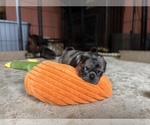 Small Photo #1 Pug Puppy For Sale in BLOOMINGTON, IL, USA