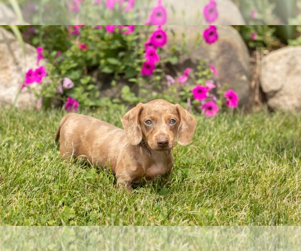 Medium Photo #4 Dachshund Puppy For Sale in MILLERSBURG, IN, USA