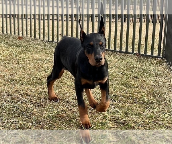 Medium Photo #5 Doberman Pinscher Puppy For Sale in WARSAW, IN, USA