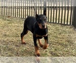 Small #4 Doberman Pinscher
