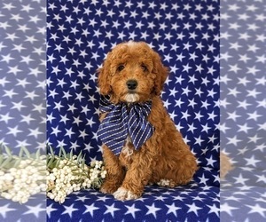 Cavapoo Puppy for sale in NEW PROVIDENCE, PA, USA