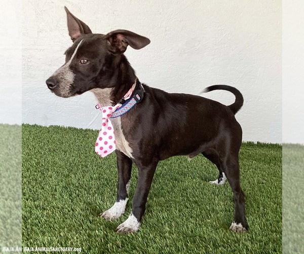 Medium Photo #4 Australian Kelpie-Chihuahua Mix Puppy For Sale in San Diego, CA, USA