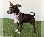 Small #3 Australian Kelpie-Chihuahua Mix