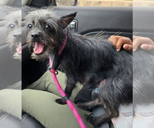 Norfolk Terrier-Unknown Mix Dogs for adoption in San Antonio, TX, USA
