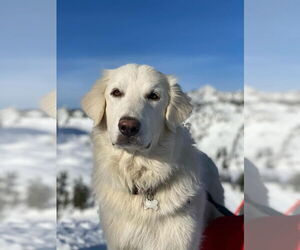 Howie - Male Great Pyrenees Dog for Adoption - Photo #5