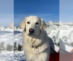 Small #10 Great Pyrenees