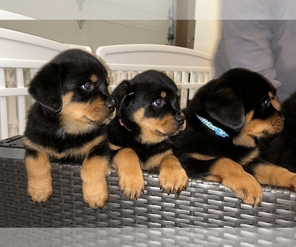 Medium Photo #2 Rottweiler Puppy For Sale in PORTLAND, OR, USA