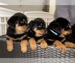 Small Photo #2 Rottweiler Puppy For Sale in PORTLAND, OR, USA